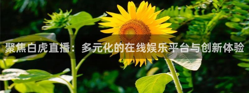 球友nba直播：聚焦白虎直播：多元化的在线娱乐平台与创新体验